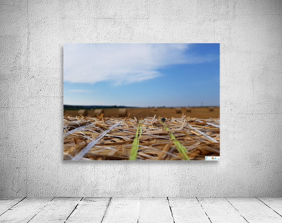 in the field Wall Preview