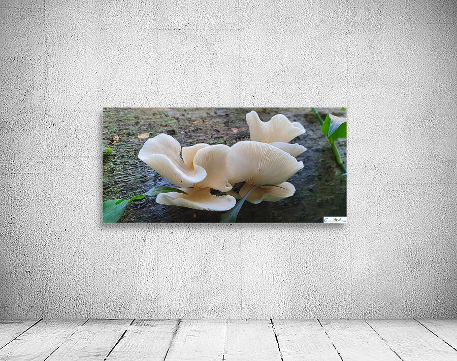 natural shape Wall Preview