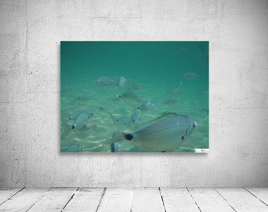 fish gang Wall Preview