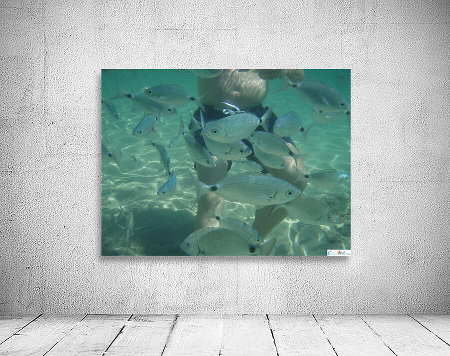 curious fish Wall Preview