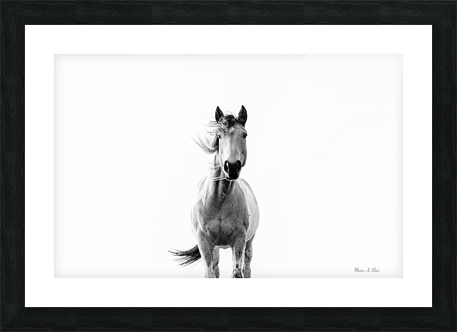 Horse Picture Frame print