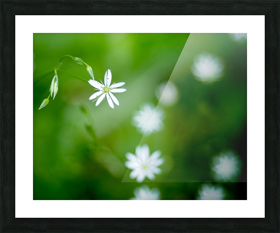 White flower Picture Frame print
