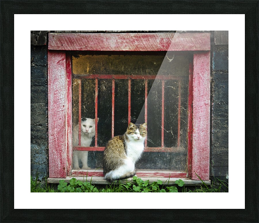 Cat at the window Picture Frame print