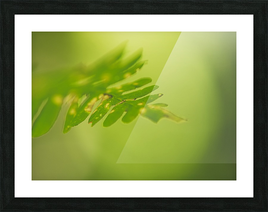 Green leaf Picture Frame print