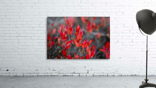 Red leaves Wall Preview