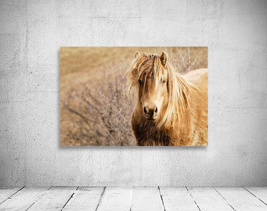 Little poney Wall Preview