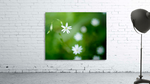 White flower Wall Preview