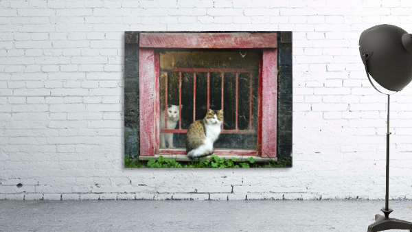 Cat at the window Wall Preview
