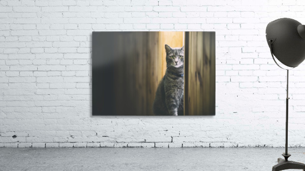 Cat watch Wall Preview