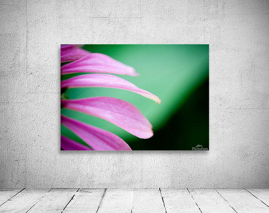 Pink petals Wall Preview