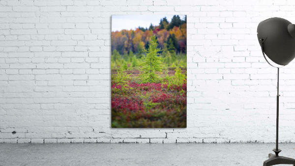 Autumn colours Wall Preview