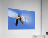 Female Common Merganser Acrylic Print