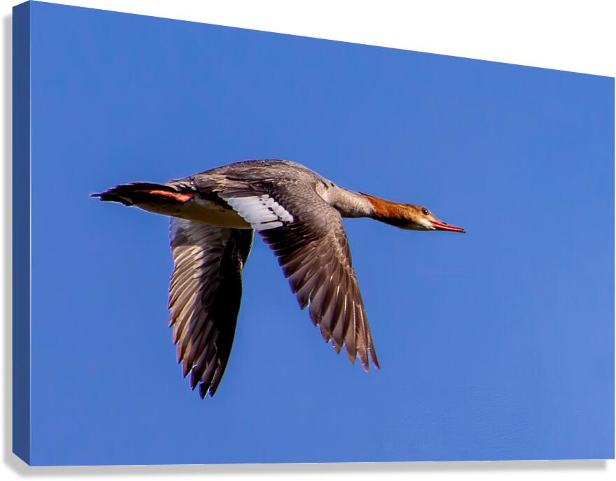 Female Common Merganser Canvas Print
