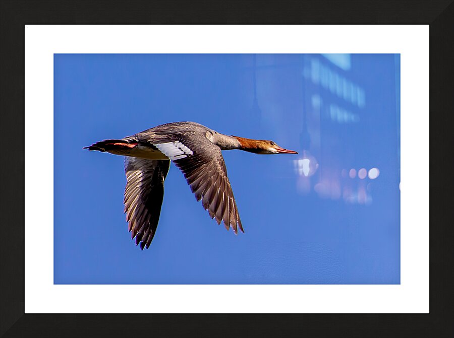 Female Common Merganser Picture Frame print