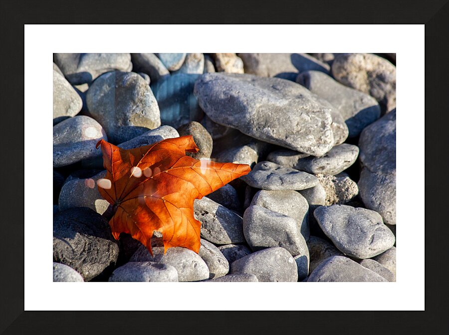 Maple Leaf on Stone Beach Picture Frame print