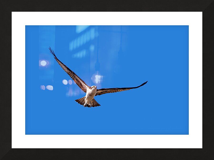 Osprey in Flight Picture Frame print