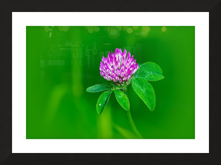 Sweet Clover Picture Frame print