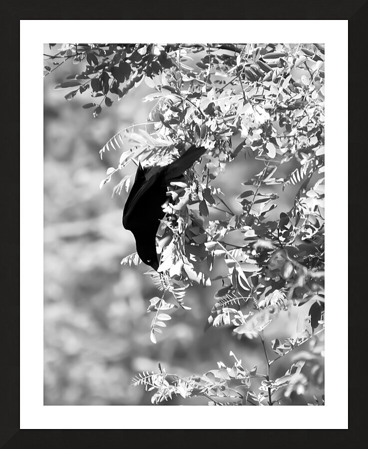 Black Bird BW Picture Frame print