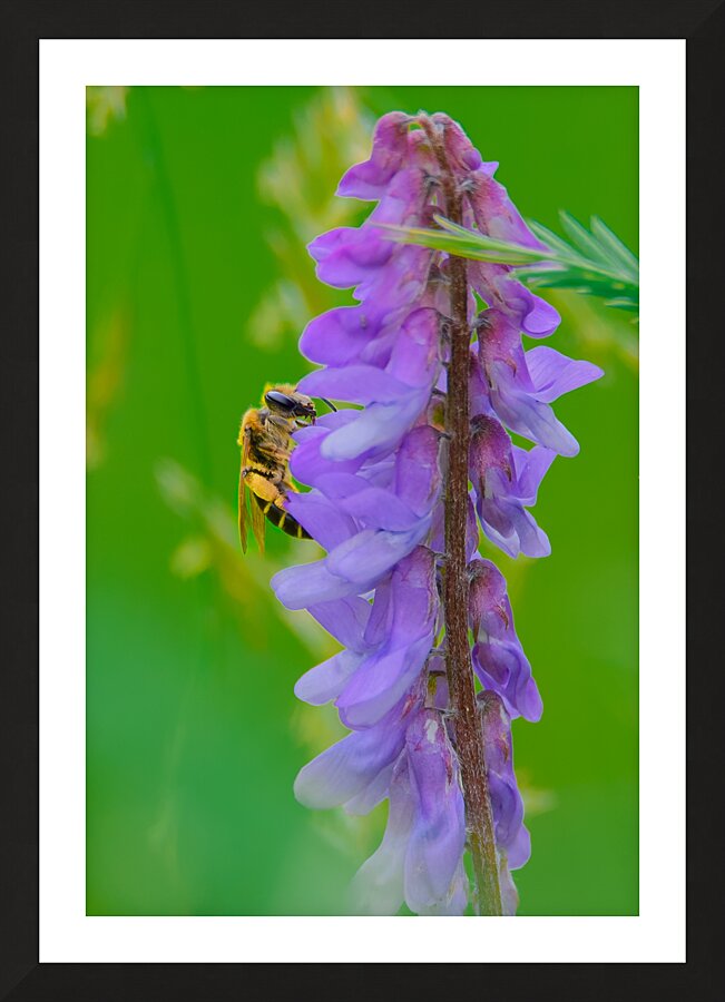 Pollinator Series - Image 1 Picture Frame print