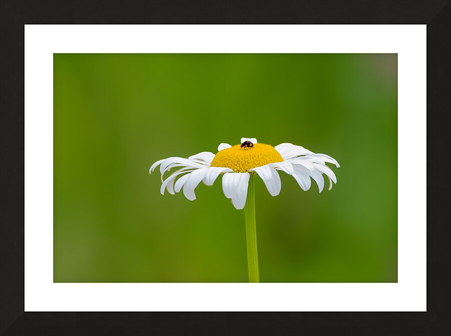 Ladybug on Daisy Picture Frame print