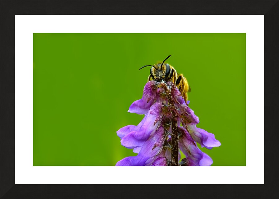 Pollinator Series - Image 2 Picture Frame print
