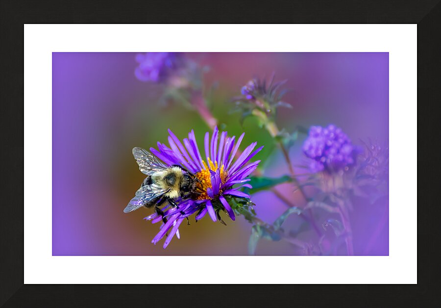 Pollinator Series - Image 3 Picture Frame print