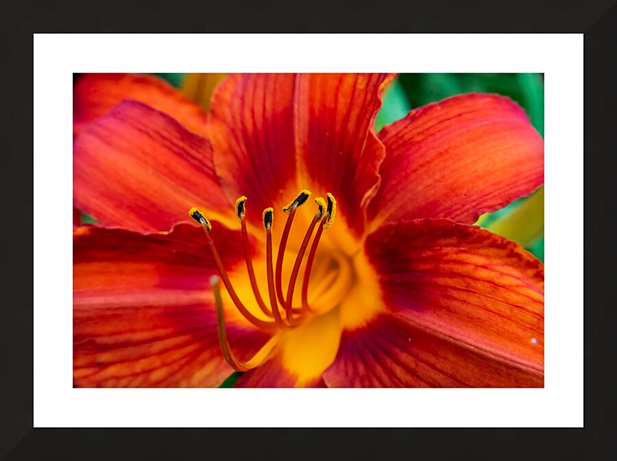 Daylily Closeup Picture Frame print