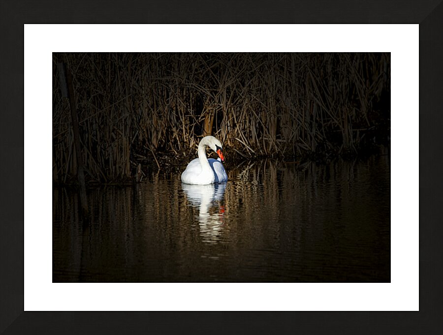 Mute Swan Marsh Picture Frame print