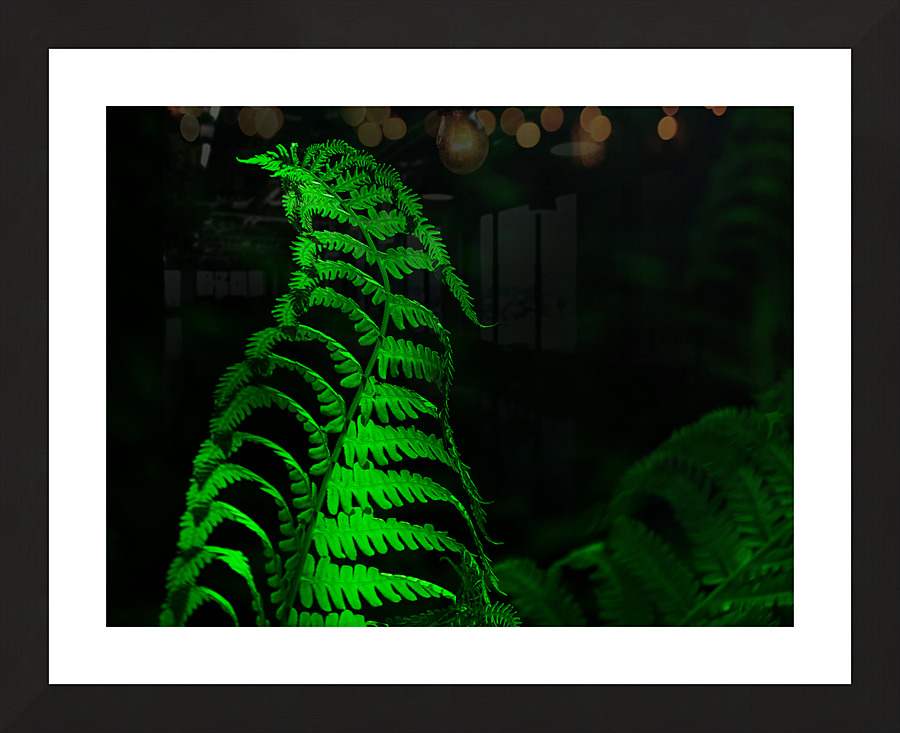 Fiddle Head Fern Picture Frame print