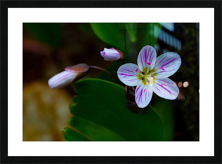 Spring Beauty Picture Frame print