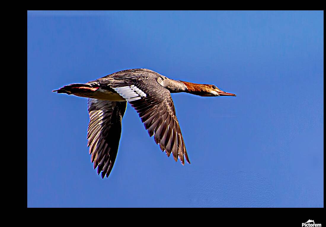 Female Common Merganser Reproduction