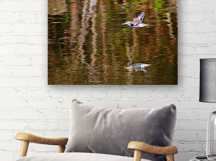 Spotted Sandpiper v.2 by Barry Octeau