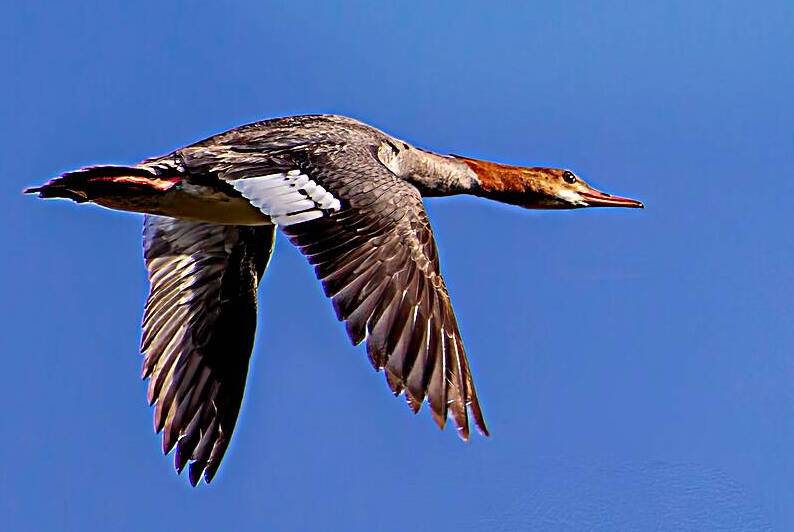 Female Common Merganser by Barry Octeau