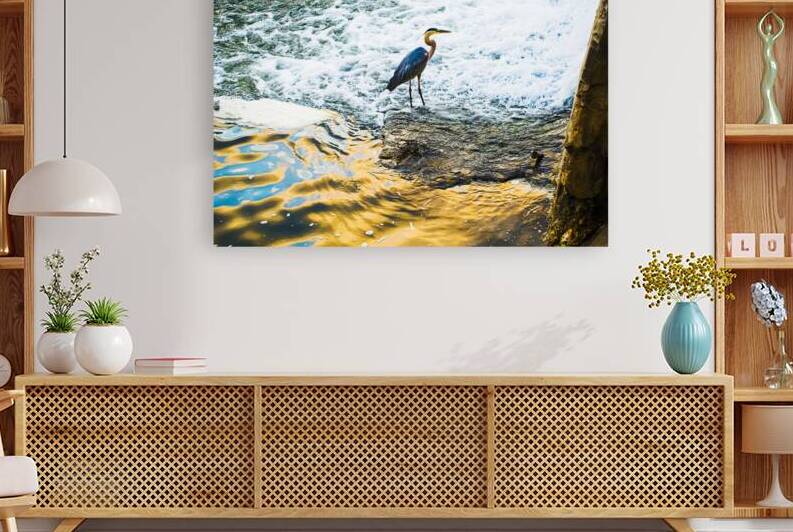 Great Blue Heron Series - Image 1 by Barry Octeau