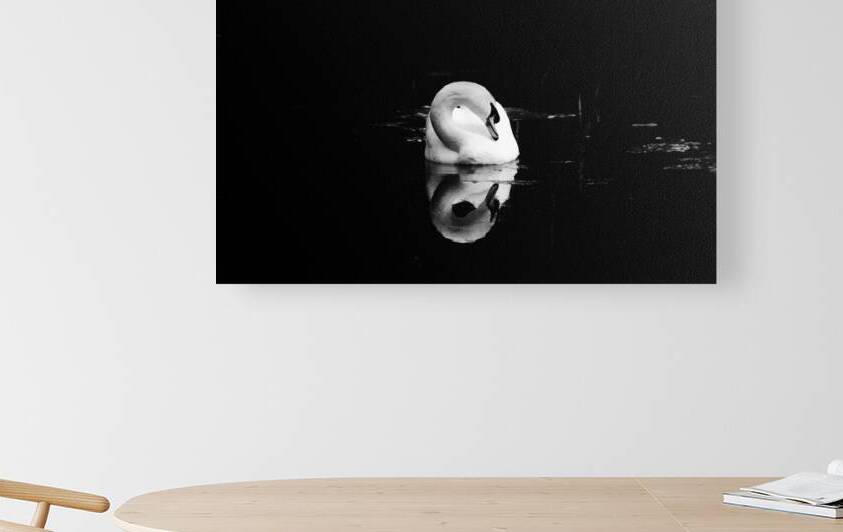 Mute Swan BW by Barry Octeau