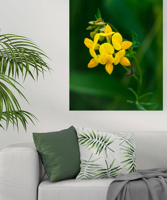Birdsfoot Trefoil 1.25-B-2-W by Barry Octeau