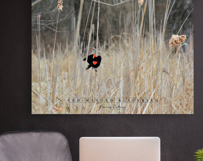 Male Red-Winged Blackbird Strutting His Presence by Barry Octeau