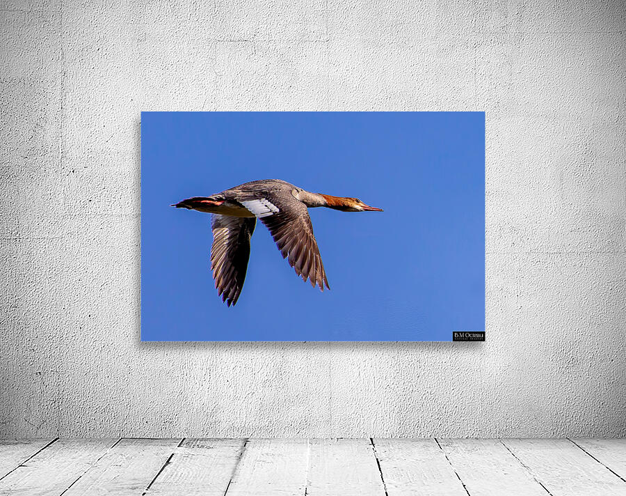 Female Common Merganser Wall Preview