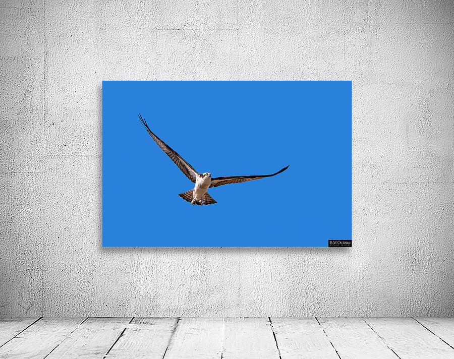 Osprey in Flight Wall Preview