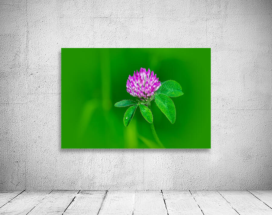 Sweet Clover Wall Preview