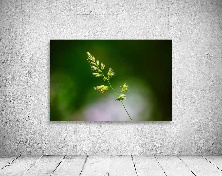 Meadow Grass Study  Wall Preview