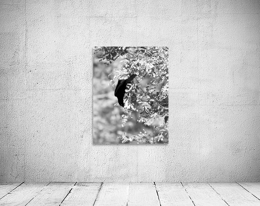 Black Bird BW Wall Preview