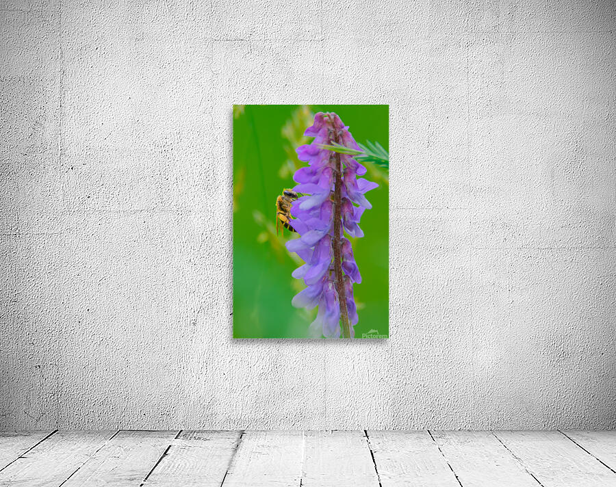 Pollinator Series - Image 1 Wall Preview