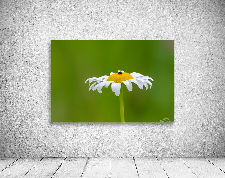 Ladybug on Daisy Wall Preview
