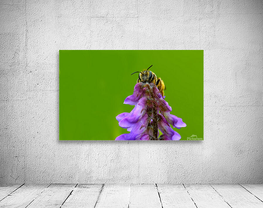 Pollinator Series - Image 2 Wall Preview