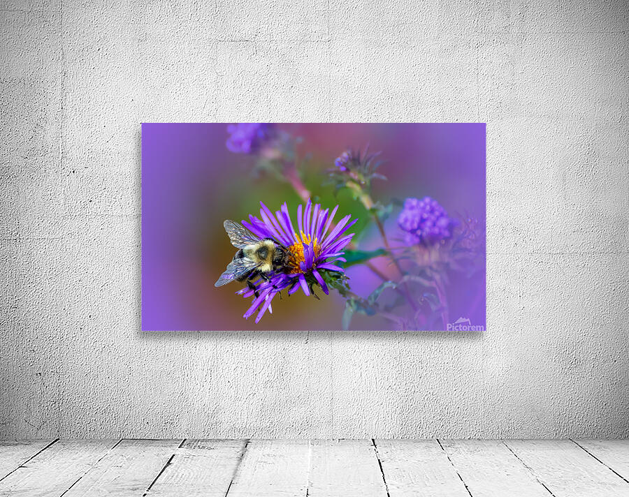 Pollinator Series - Image 3 Wall Preview
