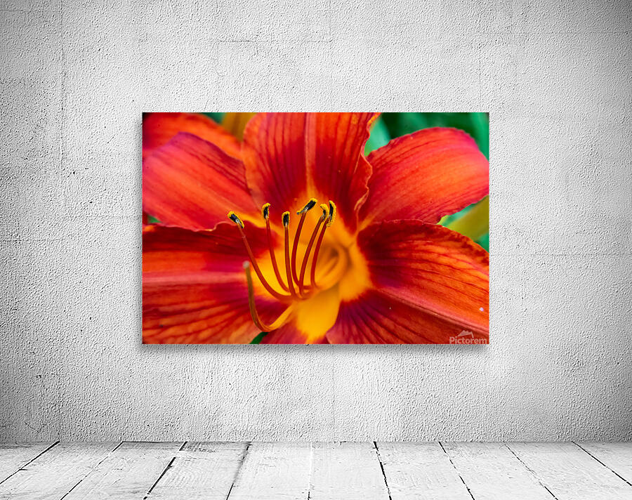 Daylily Closeup Wall Preview