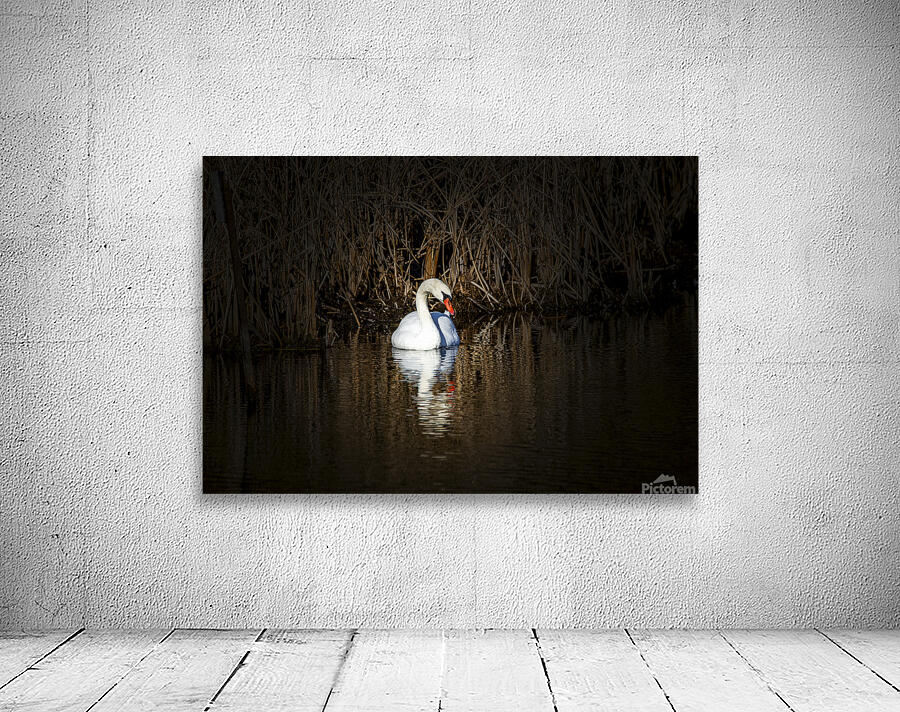 Mute Swan Marsh Wall Preview