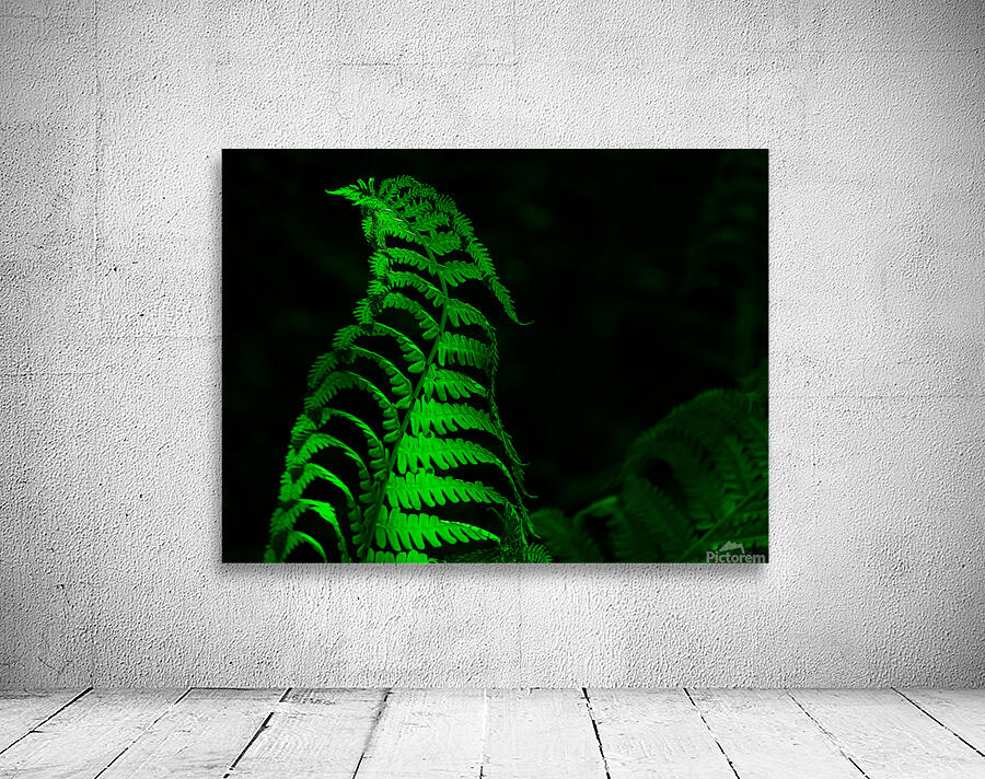 Fiddle Head Fern Wall Preview