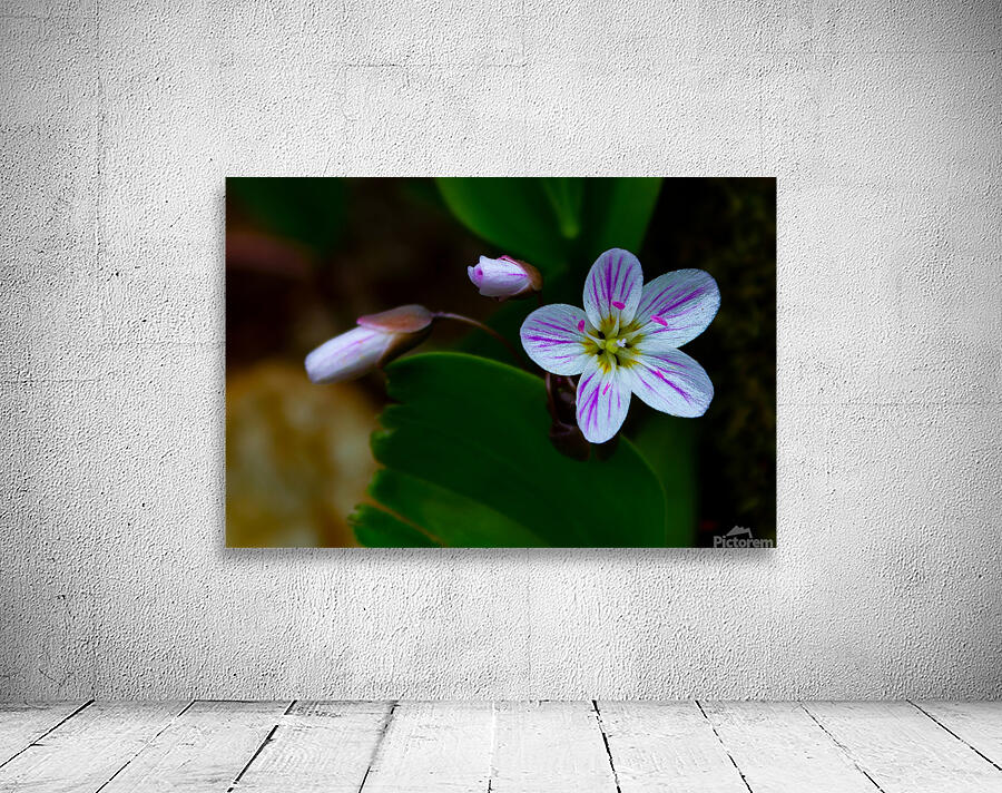 Spring Beauty Wall Preview